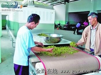 供应微波金银花杀青烘干生产线